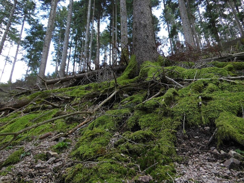 Selva negra